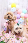 723795DD-7453-47CF-B8AF-EF77637154C2.jpeg